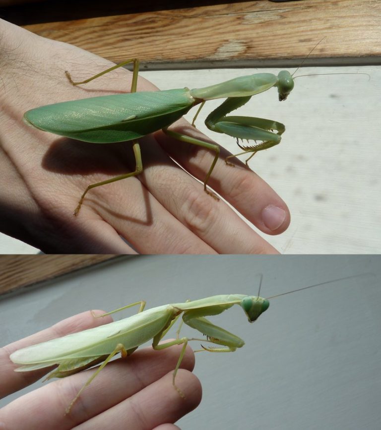 Нимфа Rhombodera sp. Thailand L3